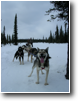 Dogsledding, Talkeetna, AK -- 2009